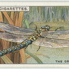 Do you know that the dragon-fly is harmless?