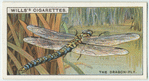 Do you know that the dragon-fly is harmless?