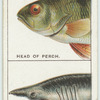 Do you know how fishes breathe?