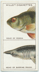 Do you know how fishes breathe?