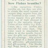 Do you know how fishes breathe?