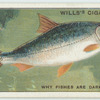 Do you know why many fishes are dark above and light below?