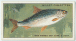 Do you know why many fishes are dark above and light below?
