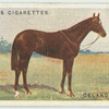 Celandine colt.