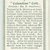 Celandine colt.