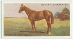 "Leighon Tor" colt.