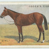 "Market Girl" colt.