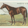 "Mary Machree" colt.