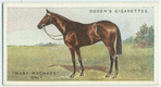 "Mary Machree" colt.