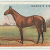 "Saracen".