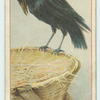 Grip (The Raven).