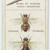 Do you know why bees sting and why they hum?