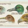 Do you know why birds' beaks vary in shape?