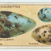 Do you know why birds' eggs vary in colour and shape?