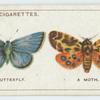 Do you know a butterfly from a moth?