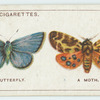Do you know a butterfly from a moth?