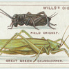 Do you know how crickets and grasshoppers chirp?