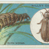 Do you know why the glow-worm glows?