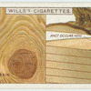 Do you know what causes knots and grain in wood?