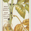 Do you know why leaves change colour and fall?
