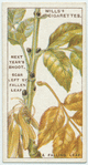 Do you know why leaves change colour and fall?
