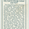Do you know why leaves change colour and fall?