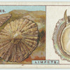 Do you know how a limpet clings to a rock?
