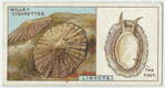 Do you know how a limpet clings to a rock?