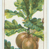 Do you know what causes Oak-apples?