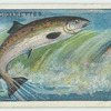 Do you know why the salmon leaps?