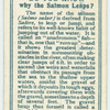 Do you know why the salmon leaps?