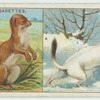 Do you know why the stoat changes colour in winter?