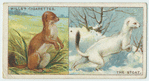 Do you know why the stoat changes colour in winter?