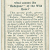 Do you know what causes the "bedeguar" on the wild rose?