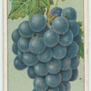 Do you know what causes the bloom on grapes?