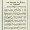 Do you know what causes the bloom on grapes?