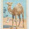 Do you know why the camel has a hump?