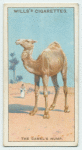 Do you know why the camel has a hump?