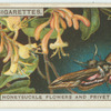 Do you know why flowers smell?
