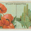 Do you know why some flowers are brightly coloured and others not?