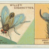 Do you know how the fly walks upside-down?