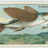 Do you know why the flying-fish flies?