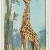 Do you know why a giraffe has a long neck?