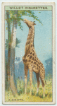 Do you know why a giraffe has a long neck?