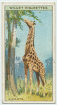 Do you know why a giraffe has a long neck?