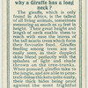 Do you know why a giraffe has a long neck?