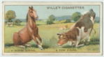 Do you know why the horse straightens its fore-legs first when rising, and the cow its hind-legs?
