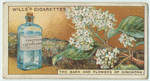 Do you know what quinine is?