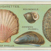Do you know why shells vary in shape?