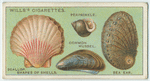 Do you know why shells vary in shape?